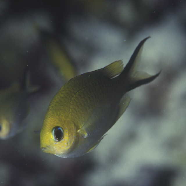 Chromis ternatensis